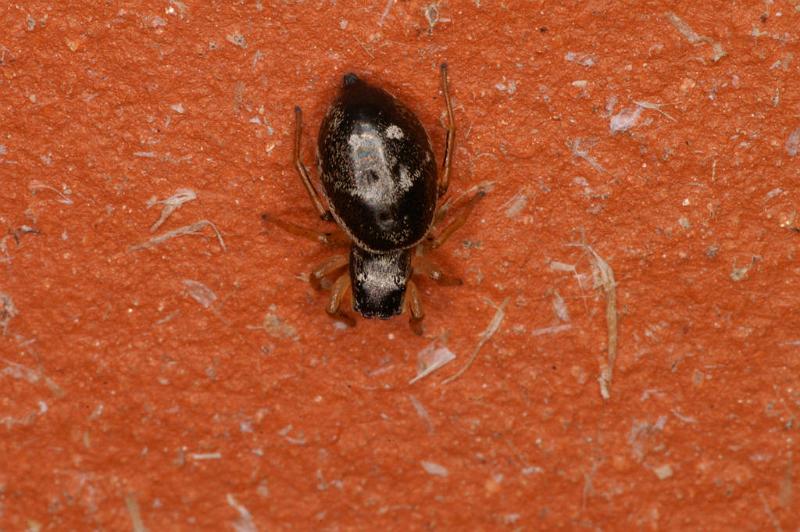 Heliophanus_cupreus_D4843_Z_75_Les Gris_Frankrijk.jpg